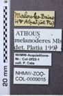 Etiketten zu Athous melanoderes (NHMW-ZOO-COL-0009015)